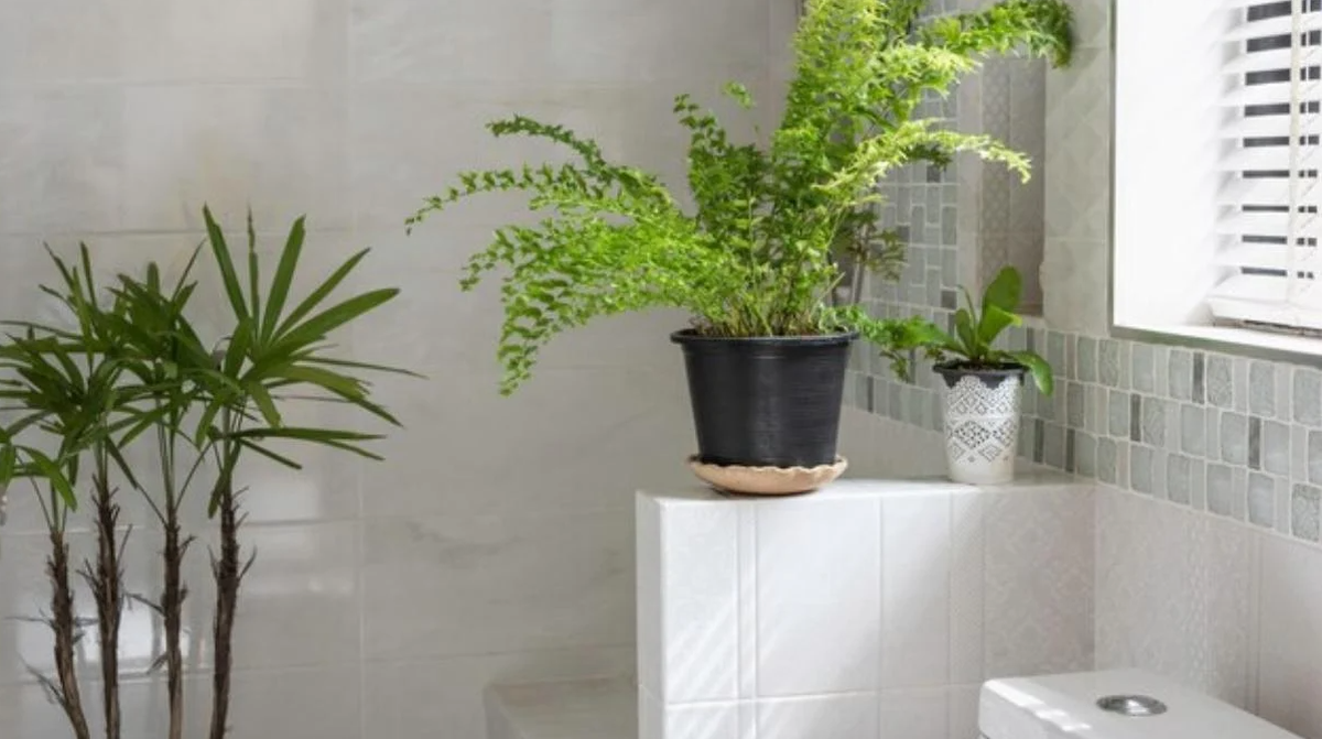 Las plantas resistentes a la humedad ayudan a purificar el aire del baño y aportan un toque decorativo sin esfuerzo.