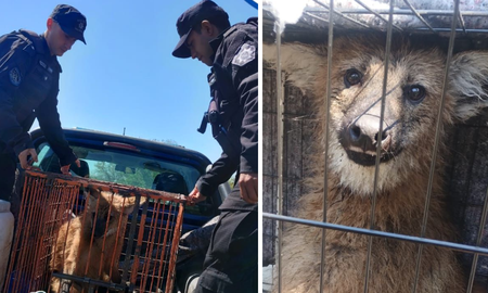 encontraron y rescataron a un aguara guazu que deambulaba por colastine encontraron y rescataron a un aguara guazu que deambulaba por colastine