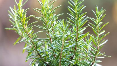 Las tres plantas aromáticas que crecen rápido y perfuman toda la casa