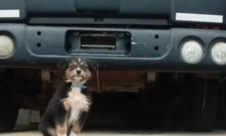 la emotiva historia de rocco: fue adoptado por familiares de loan y ahora sera adiestrado para busqueda la emotiva historia de rocco: fue adoptado por familiares de loan y ahora sera adiestrado para busqueda