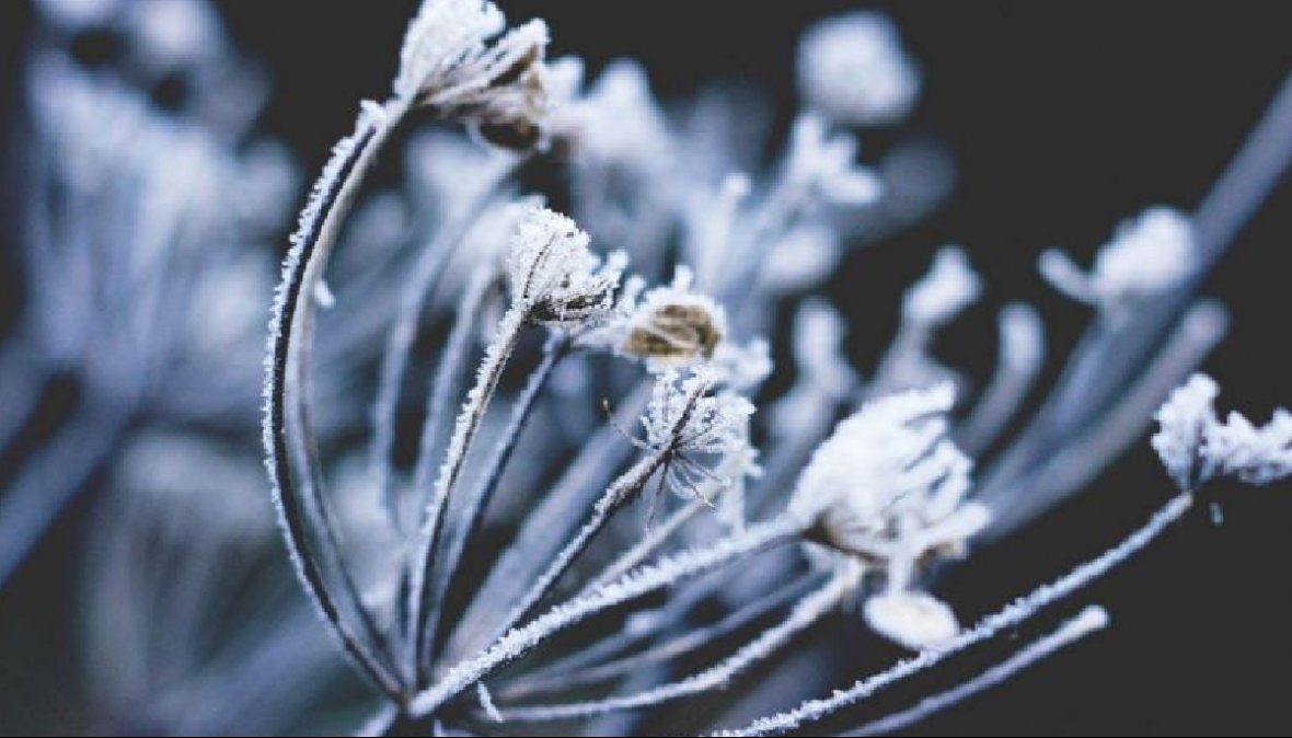 Ante una alerta de helada