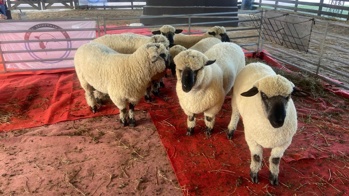 Ejemplares Hampshire Down en los corrales.