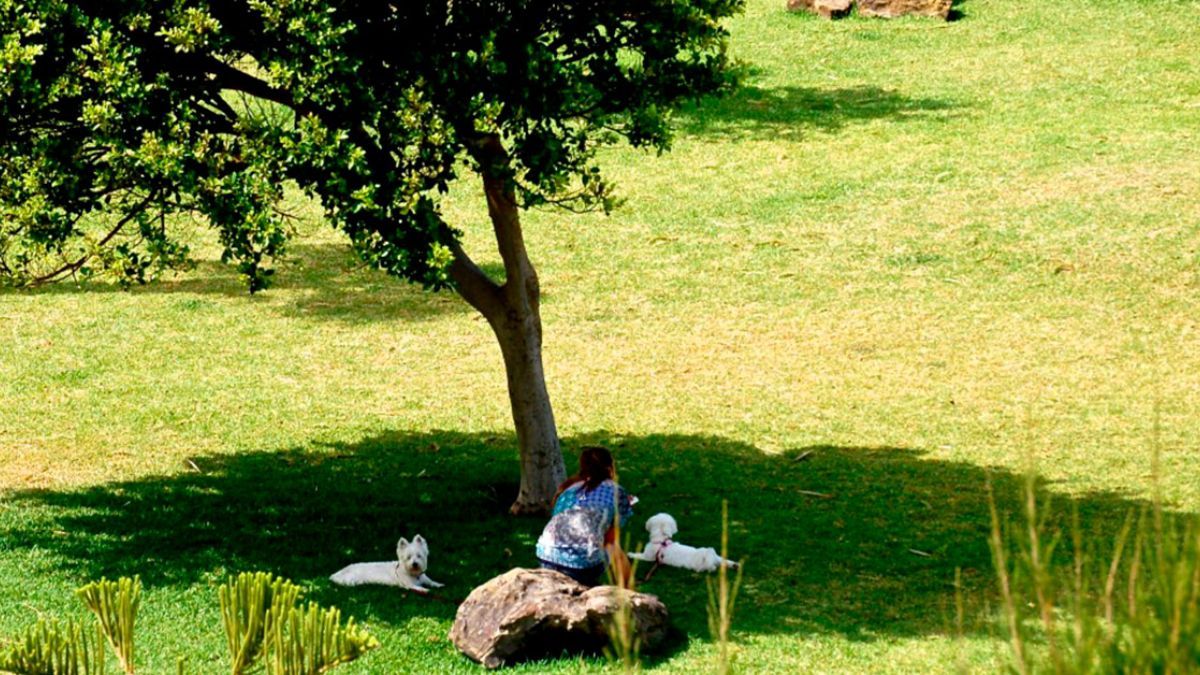 Ideal para veredas y patios internos