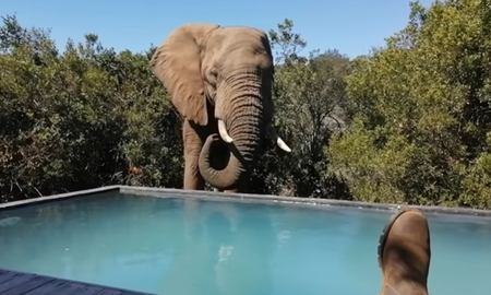 Una manada de elefantes ingresó en su piscina para tomar agua mientras él tomaba sol Una manada de elefantes ingresó en su piscina para tomar agua mientras él tomaba sol