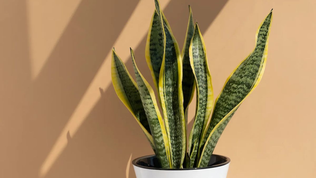 La planta lengua de suegra.