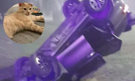 Además de sufrir el robo de su camioneta, la pareja también perdió a su gato, tras frenar a ayudar en un accidente. Además de sufrir el robo de su camioneta, la pareja también perdió a su gato, tras frenar a ayudar en un accidente.