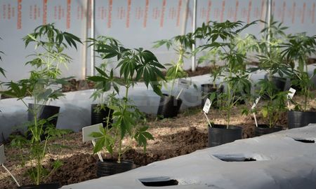 La puesta en marcha del campo de experimental de cultivo a gran escala no solo tiene implicancias simbólicas –el Estado finalmente reconoce las propiedades médicas y terapéuticas de la marihuana- sino concretas, ya que es el propio Estado quien se encarga del proceso integral de producción. La puesta en marcha del campo de experimental de cultivo a gran escala no solo tiene implicancias simbólicas –el Estado finalmente reconoce las propiedades médicas y terapéuticas de la marihuana- sino concretas, ya que es el propio Estado quien se encarga del proceso integral de producción.