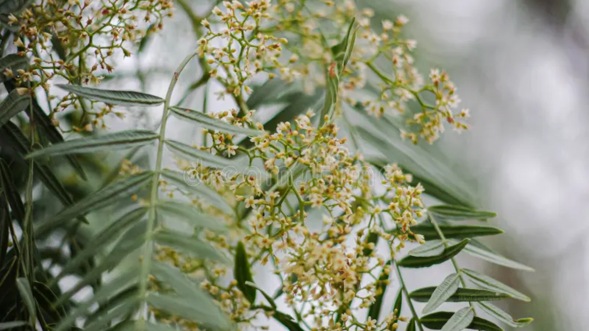 Sumar un Aguaribay a tu jardín en Santa Fe es elegir una planta rústica que cuida tu salud y el medio ambiente.