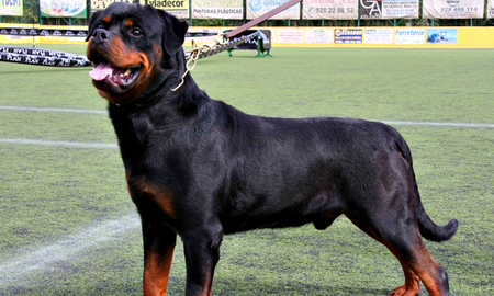 Un perro Rottweiler atacó a dos niños que jugaban en una canchita de Crespo, Entre Ríos. Un perro Rottweiler atacó a dos niños que jugaban en una canchita de Crespo, Entre Ríos.