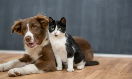 Cómo socializar perros y gatos para que convivan Cómo socializar perros y gatos para que convivan