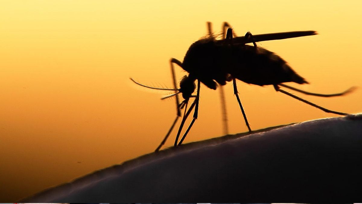 El mosquito Aedes Aegypti es el vector del dengue.