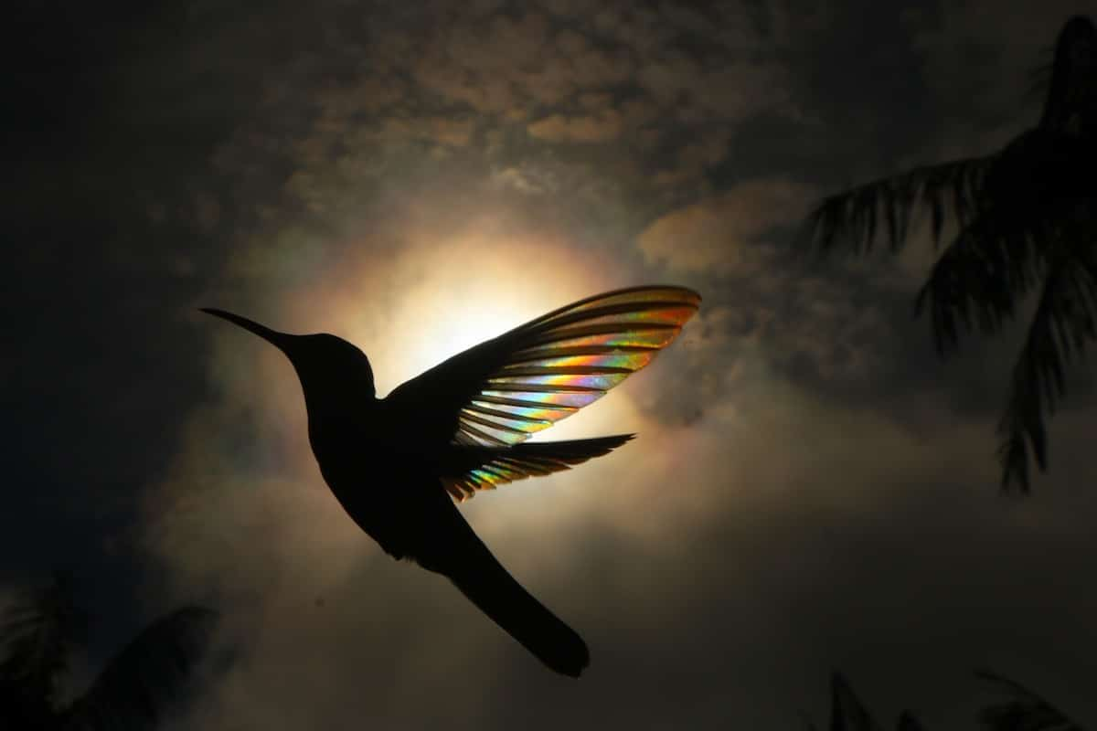 ¿Ver un colibrí en la noche anuncia un mal presagio?