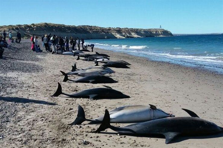 delfines 2.jpg