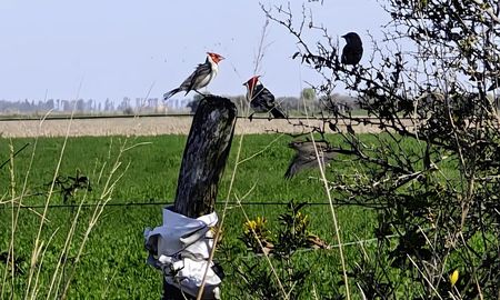 nueva amenaza para el girasol: cardenales se suman a la pandilla de loros y palomas nueva amenaza para el girasol: cardenales se suman a la pandilla de loros y palomas