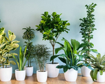 Los jardineros coinciden: el truco para que las plantas de interior crezcan con hojas más grandes y verdes.