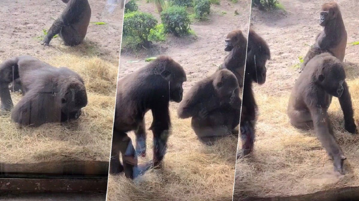 Video viral: la inesperada reacción de unos gorilas al encontrar una serpiente dentro de su jaula.