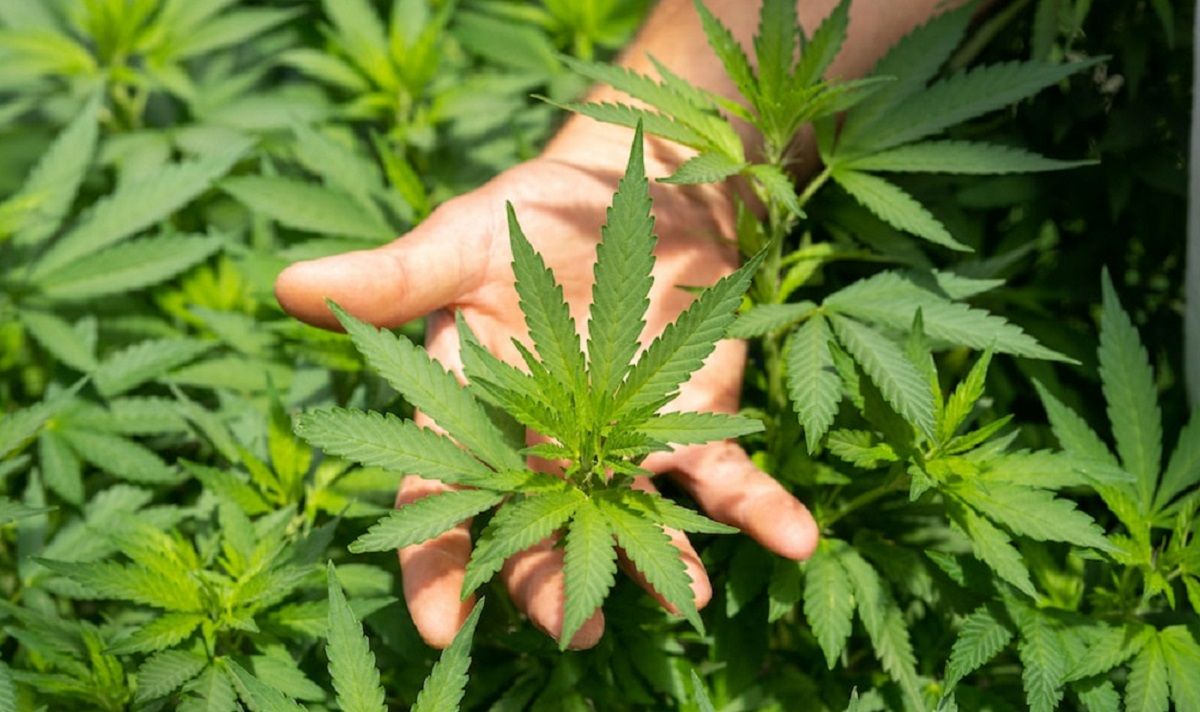 La izquierda reaviva el debate en el Congreso por la legalización de la marihuana La izquierda reaviva el debate en el Congreso por la legalización de la marihuana