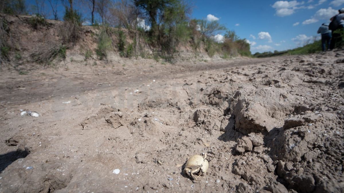 Las lluvias previstas para los últimos días de enero comenzarían a cambiar la situación de la extrema sequía en Argentina.