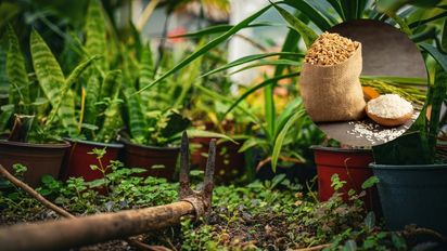 El truco con arroz que acelera el crecimiento del potus y mejora el brillo de sus hojas