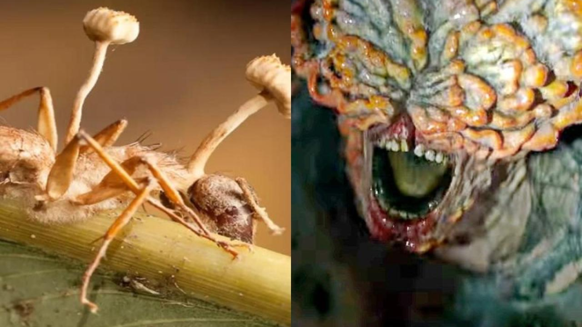 El hongo parásito del género Cordyceps que aparece en la serie The Last of Us. El hongo parásito del género Cordyceps que aparece en la serie The Last of Us.