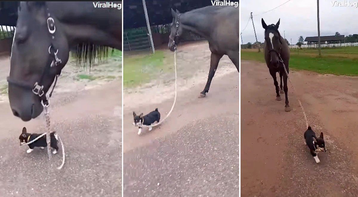 El peculiar video se volvió viral por su ternura en la red social.