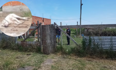 La casa desde donde salió el dogo que atacó al menor La casa desde donde salió el dogo que atacó al menor