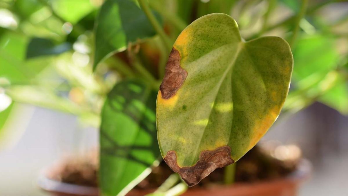 Los trucos para recuperar las plantas después de las vacaciones.