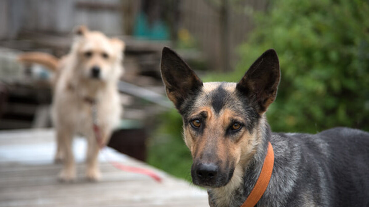 Día Nacional del Perro: la mascota preferida entre los argentinos