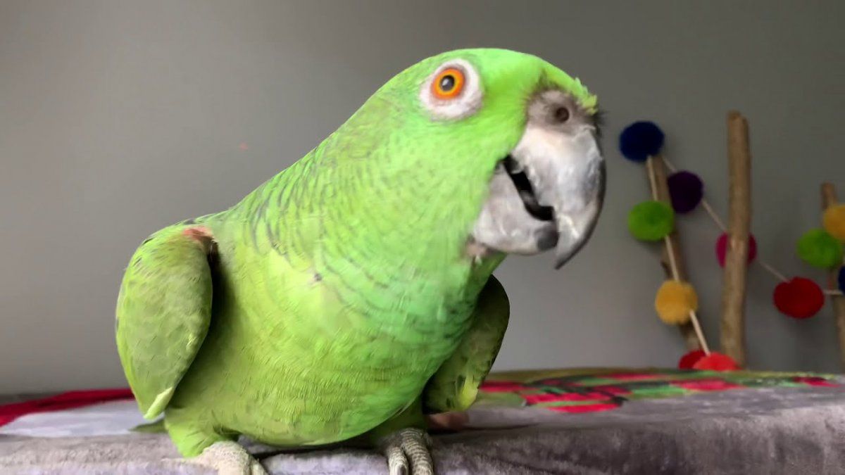 Conmoción en las redes por la aparición de un loro cuchillero&nbsp;