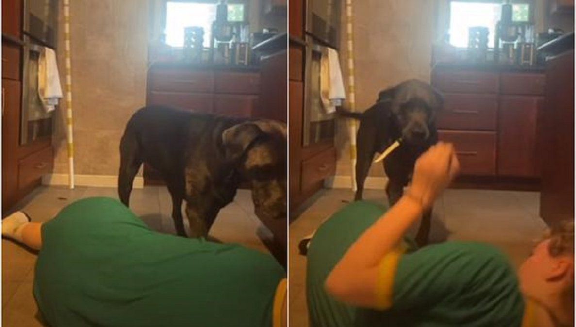 Video viral registró la inesperada reacción de un perro al ver que su dueña se ahogaba.