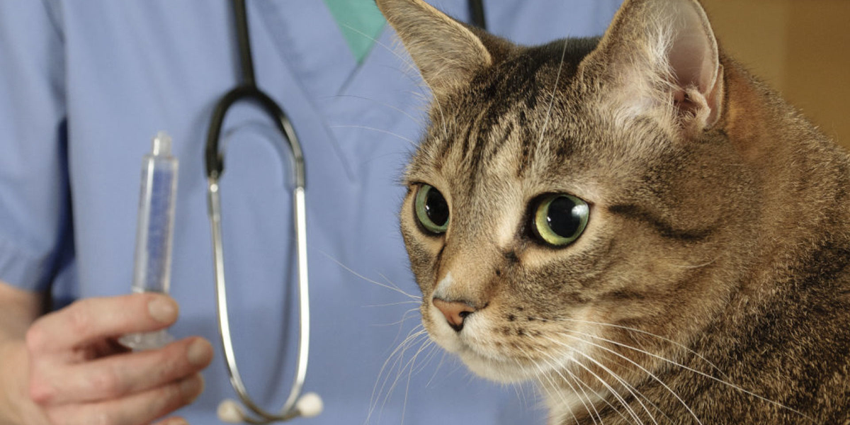 Tratamiento y prevención de la dirofilariosis en animales&nbsp;