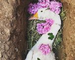 foto: la sepultura que organizo un hombre a su ganso y se volvio viral