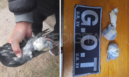 La paloma mensajera fue interceptada en la Cárcel de Coronda y tenía envoltorios con marihuana. La paloma mensajera fue interceptada en la Cárcel de Coronda y tenía envoltorios con marihuana.