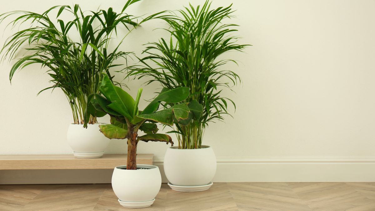 Esta planta parece una palmera, crece muy bien dentro de casa y requiere muy pocos cuidados.