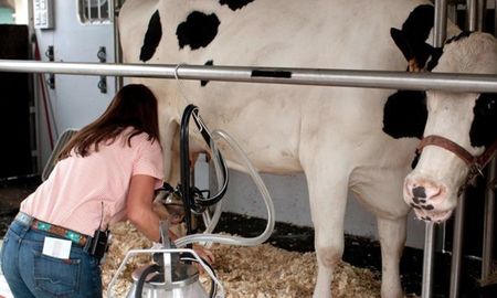 El uso de protocolos de inseminación artificial en bovinos se ha multiplicado en Argentina en los últimos 20 años. El uso de protocolos de inseminación artificial en bovinos se ha multiplicado en Argentina en los últimos 20 años.