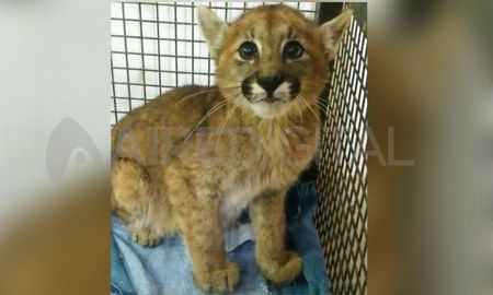 Un cachorro de puma fue encontrado en una alcantarilla, en Arequito. Un cachorro de puma fue encontrado en una alcantarilla, en Arequito.