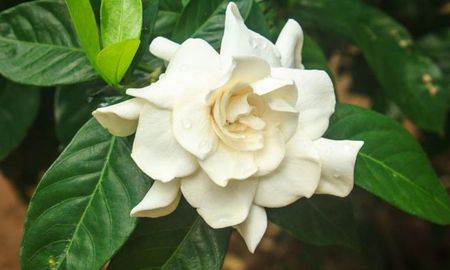 Gardenia jasminoides: una planta que mejora el ánimo. Gardenia jasminoides: una planta que mejora el ánimo.