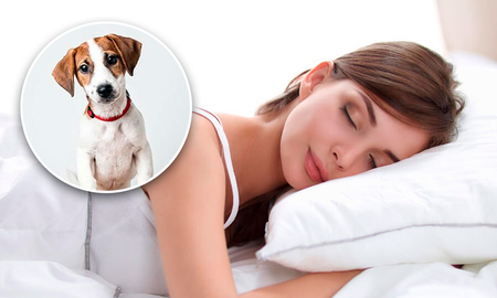 Qué significa soñar con perros Qué significa soñar con perros