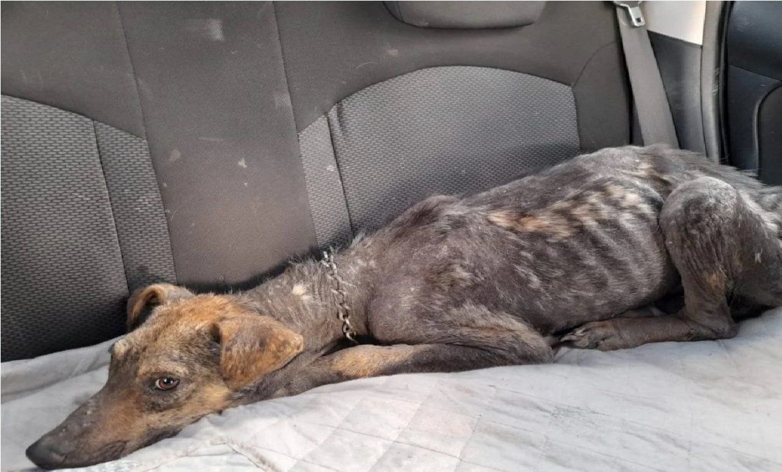 Una fiscal allanó una casa para salvar a un perro maltratado