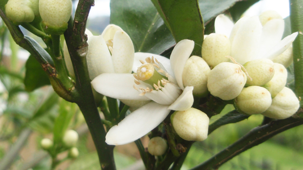 El truco de jardineros expertos para que el limonero florezca y tu planta se fortalezca.