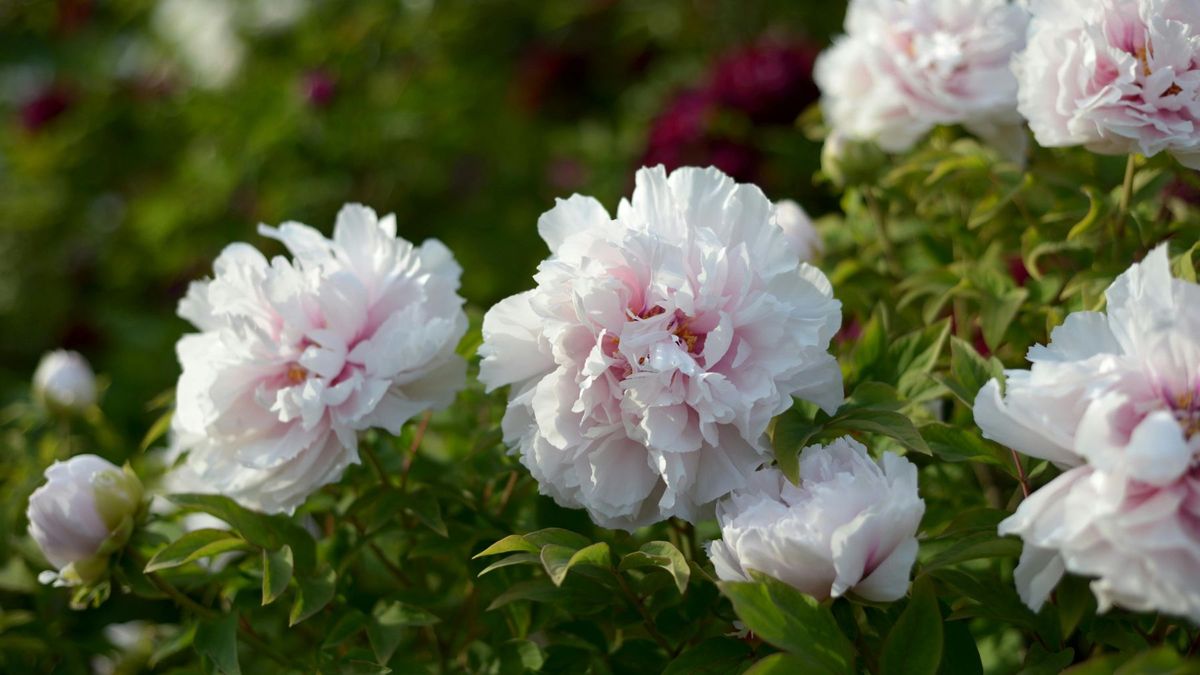 La peonia se destaca por sus flores grandes, voluminosas y tonos vibrantes.