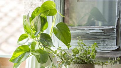 Potus en la entrada: por qué se recomienda ubicarlo ahí y qué atrae, según el Feng Shui