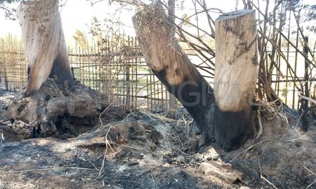 El fuego alcanzó el cerco perimetral del fondo del Jardín Botánico. El fuego alcanzó el cerco perimetral del fondo del Jardín Botánico.
