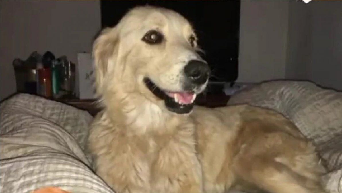 Rescataron y adoptaron a la perrita que obligaron a tomar fernet