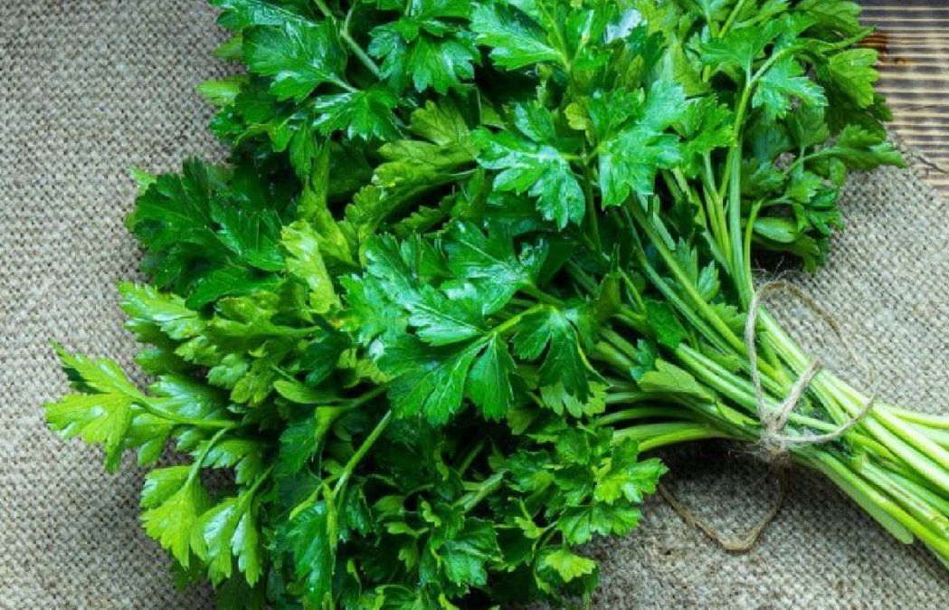 El perejil y sus múltiples beneficios a la salud