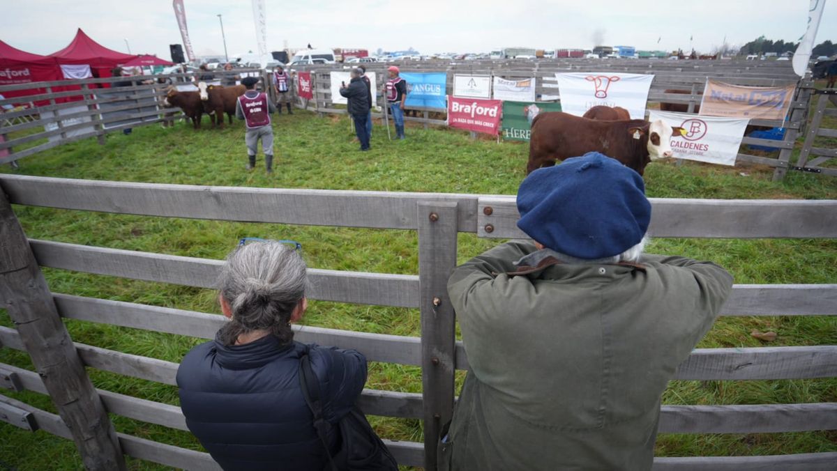 Ejemplares de la raza Braford premiados en Agroactiva 2025, con cabañas santafesinas destacadas.