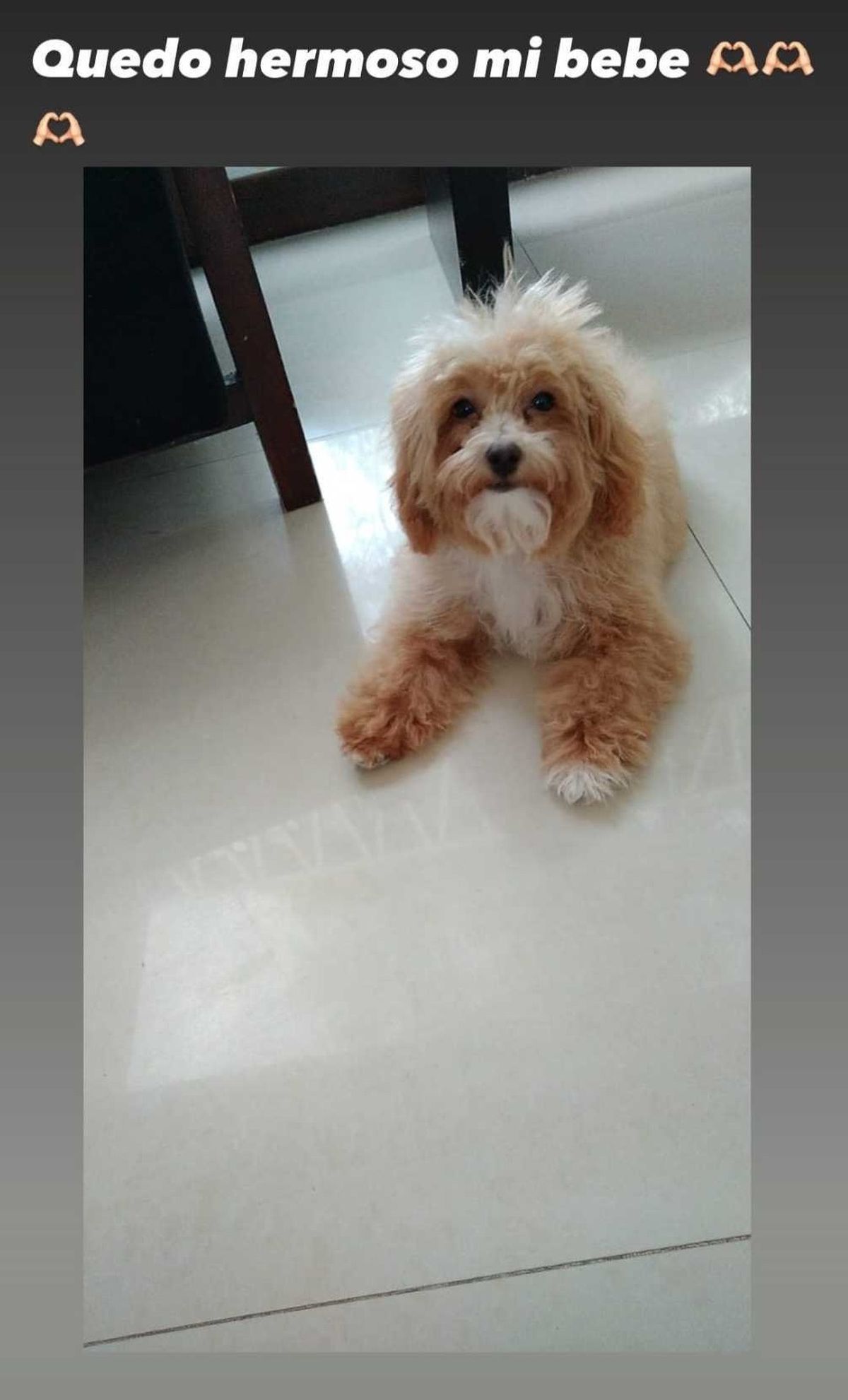 Romina Uhrig mostró cómo está hoy Caramelo, el perro que adoptó en Gran Hermano.