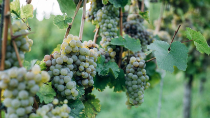 Entre el sabor y la salud: descubriendo los beneficios de las uvas blancas