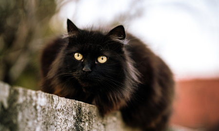 Aire de Santa Fe | Gato Negro.png