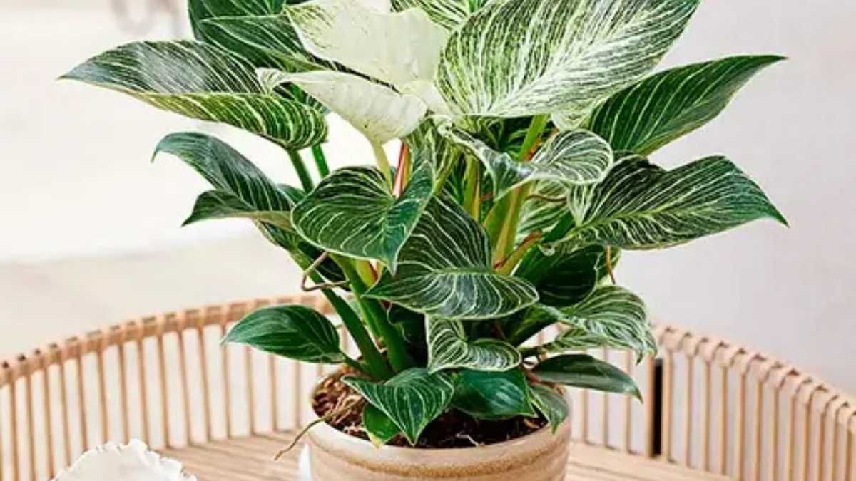 Un fertilizante casero, econ&oacute;mico y sostenible para mantener tu planta de filodendro sano y lleno de hojas nuevas.